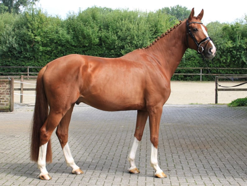 Oldenburger, Wallach in Gronau (Westfalen)