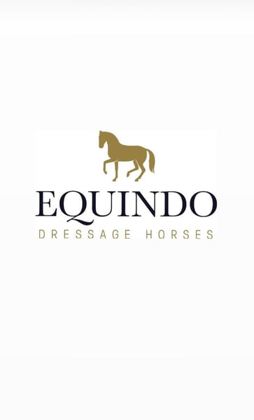 Oldenburger, Wallach in Lienen