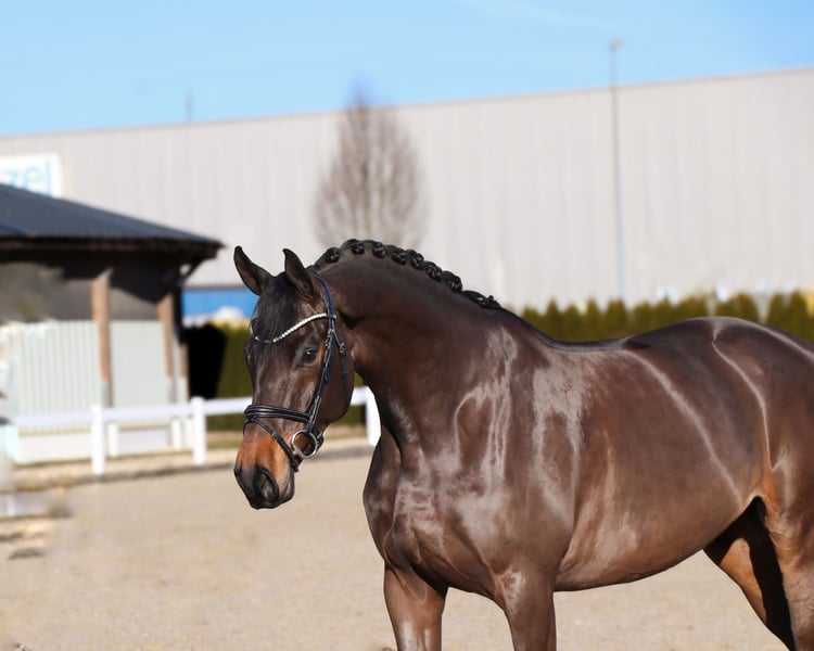 Oldenburger, Wallach in Schwäbisch Hall