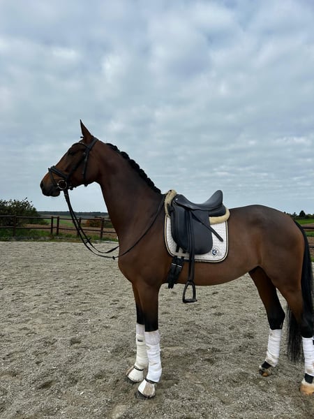 Oldenburger, Wallach in Abstatt