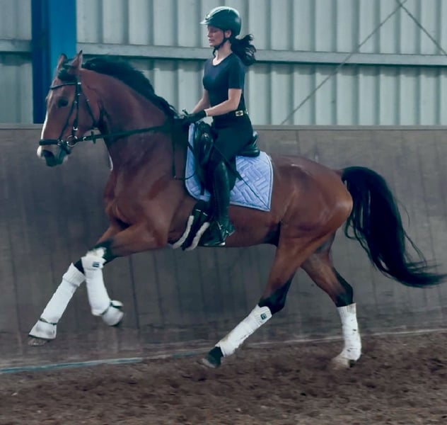 Oldenburger, Wallach in Saarbrücken