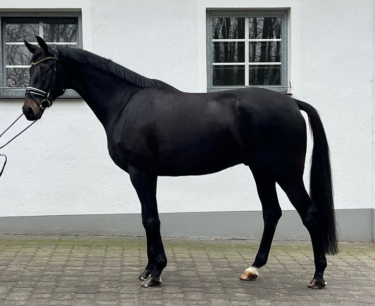 Oldenburger, Wallach in Hünxe