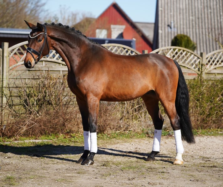 Oldenburger, Wallach in Hohenfelde