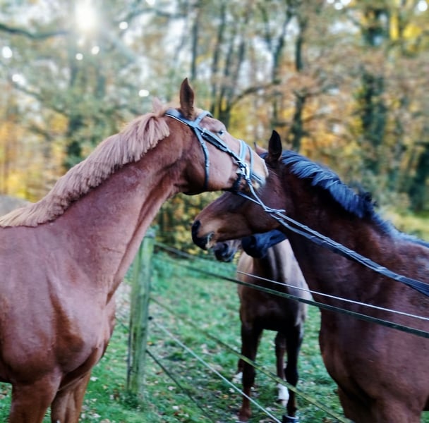Oldenburger, Wallach in Barenburg