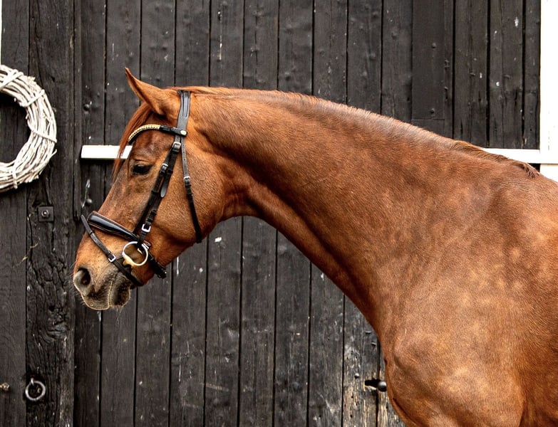 Oldenburger, Wallach in Coesfeld