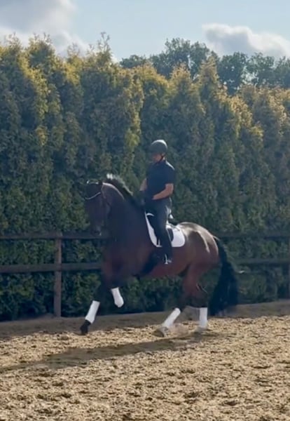 Oldenburger, Wallach in Bramsche