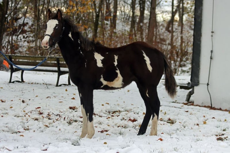 Paint Horse Hengst 1 Jaar 150 cm Overoallekleuren in Hellenthal