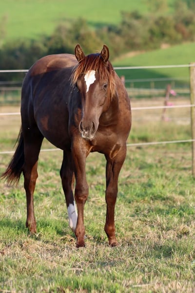 Paint Horse, Hengst in Hellenthal