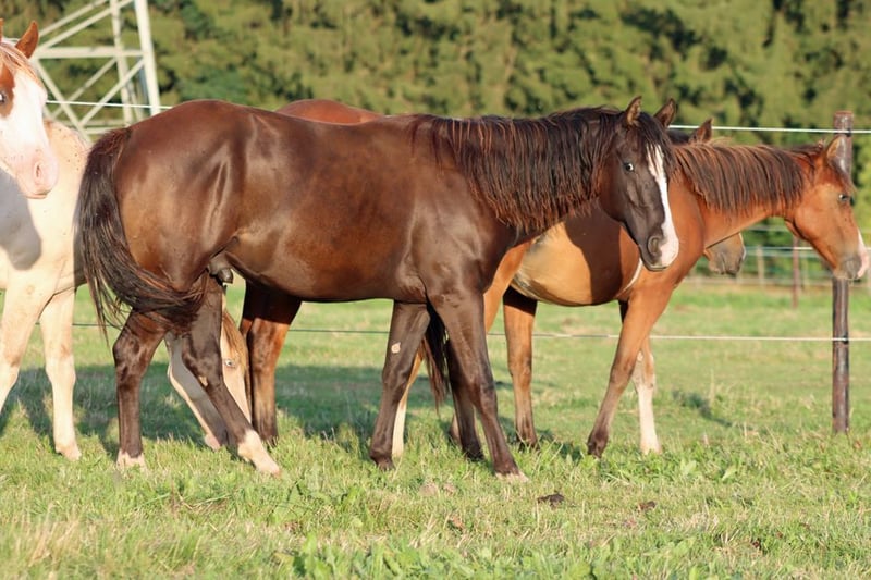 Paint Horse, Hengst in Hellenthal
