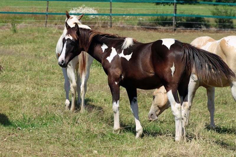 Paint Horse, Hengst in Hellenthal