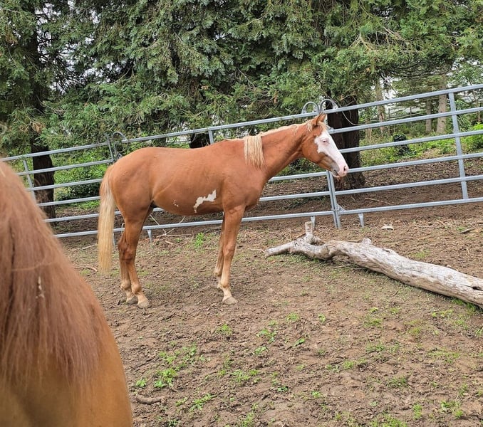 Paint Horse, Hengst in Kraichtal