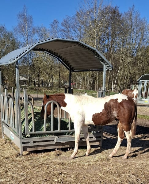 Paint Horse, Hengst in Auengrund