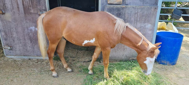 Paint Horse, Hengst in Kraichtal