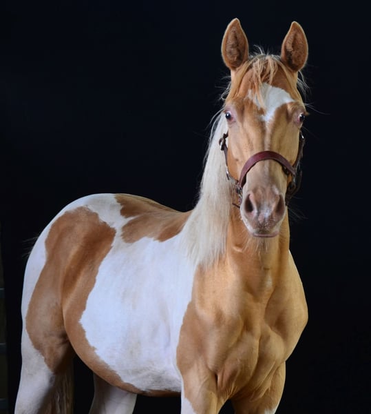 Paint Horse, Hengst in Buchbach