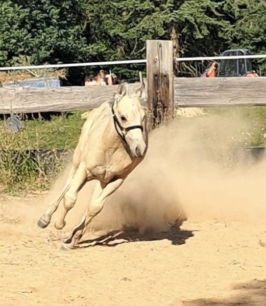 Paint Horse, Hengst in Miltenberg