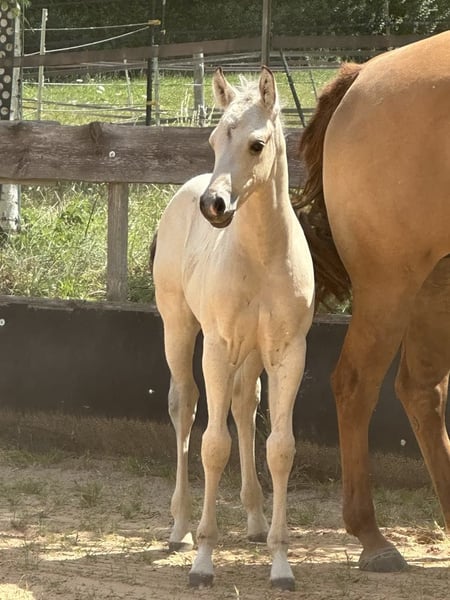 Paint Horse, Hengst in Miltenberg