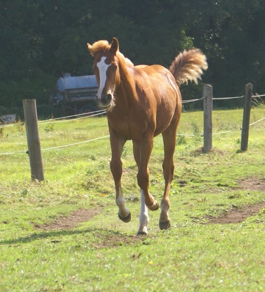 Paint Horse, Hengst in Velpke
