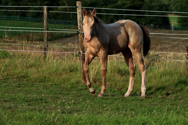 Paint Horse, Hengst in Hellenthal
