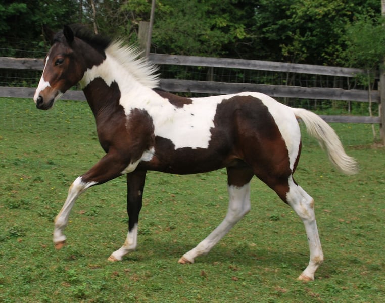 Paint Horse, Hengst in Egmating
