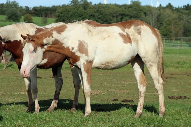 Paint Horse Merrie 2 Jaar 153 cm Overoallekleuren in Hellenthal