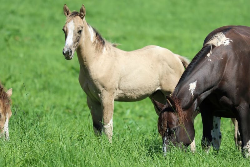 Paint Horse Stallion Foal (05/2023) 15,1 hh Tobianoallcolors in