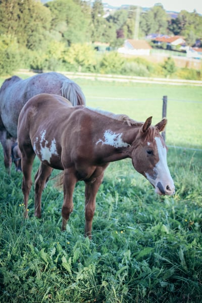 Paint Horse Stallone 1 Anno Tobiano-tutti i colori in Haldenwang