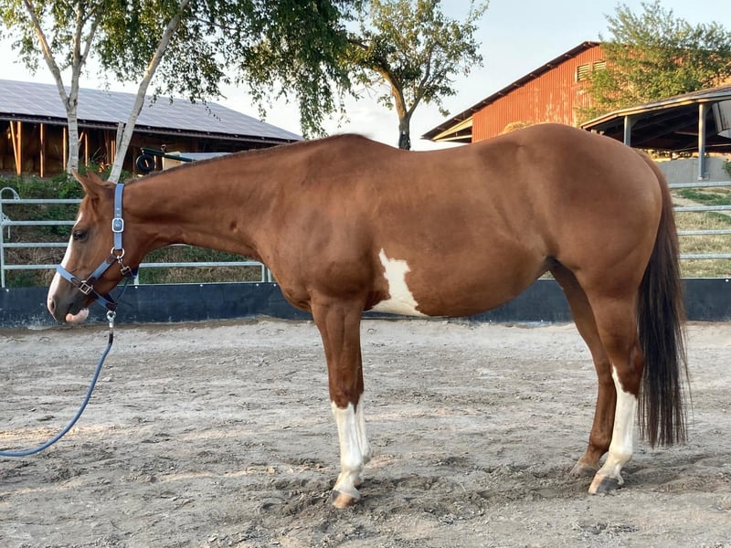Paint Horse, Stute in Bretten