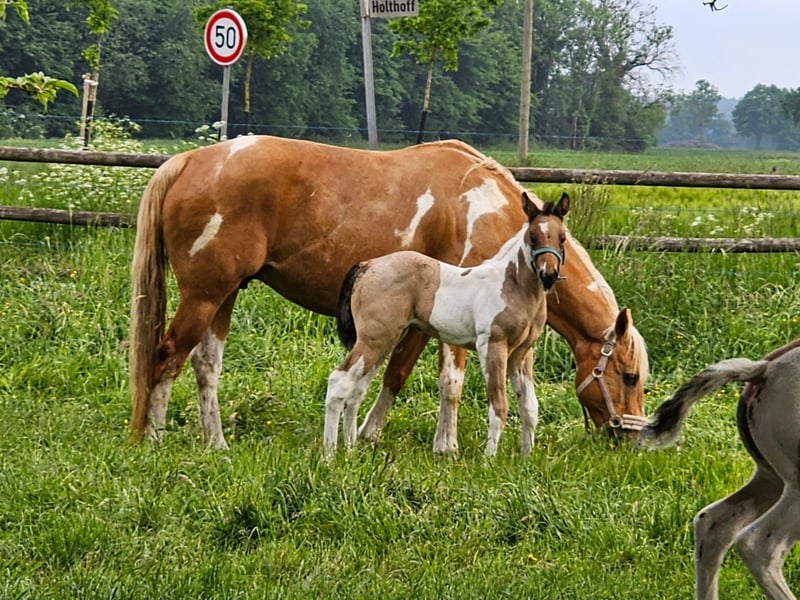 Paint Horse, Stute in Ascheberg