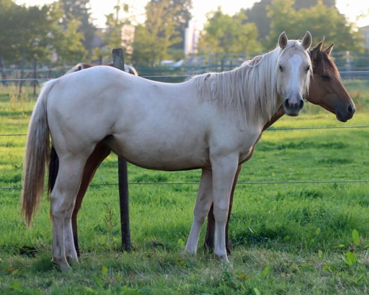 Paint Horse, Stute in Hellenthal