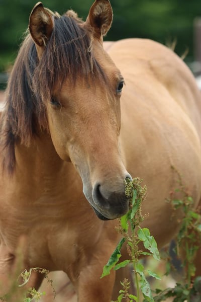 Paint Horse, Stute in Hellenthal