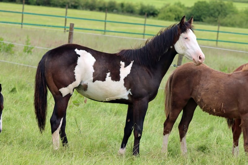 Paint Horse Stute 1 Jahr 150 cm in Hellenthal