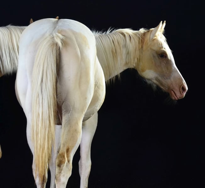 Paint Horse, Stute in Buchbach