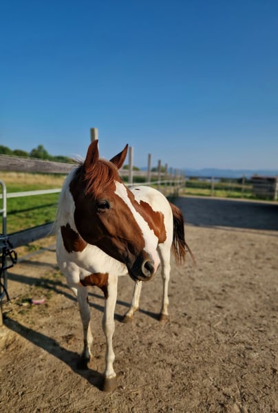 Paint Horse, Stute in Rheinfelden