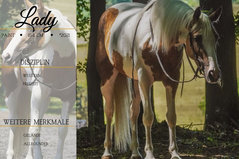 Paint Horse, Stute in Nettersheim