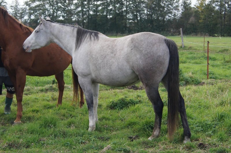 Paint Horse, Stute in Treuenbrietzen