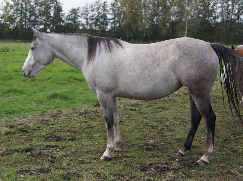 Paint Horse, Stute in Treuenbrietzen