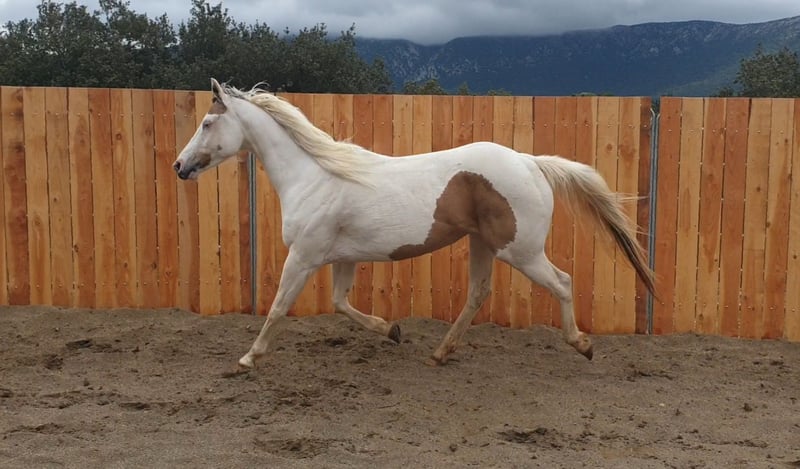 Paint Horse, Stute in Vierherrenborn