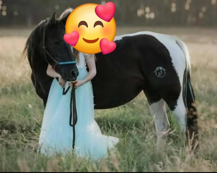 Paint Horse, Stute in Schollene