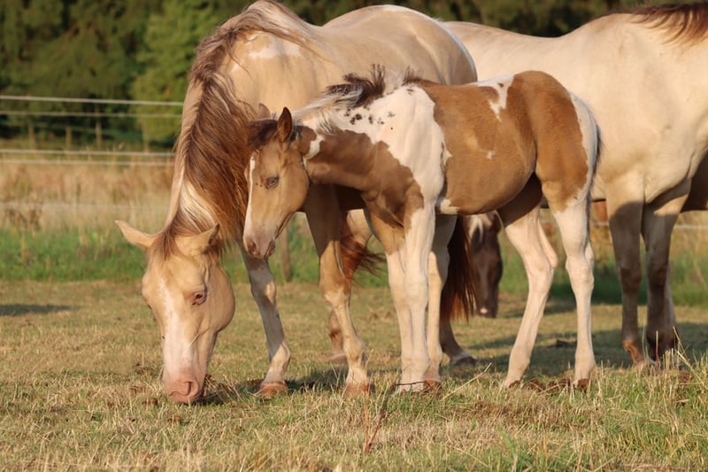 Paint Horse, Stute in Hellenthal