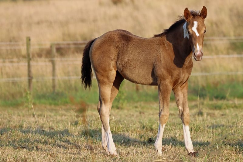 Paint Horse, Stute in Hellenthal
