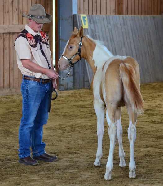 Paint Horse, Stute in Obertaufkirchen