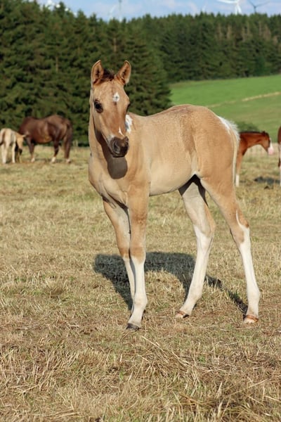 Paint Horse, Stute in Hellenthal