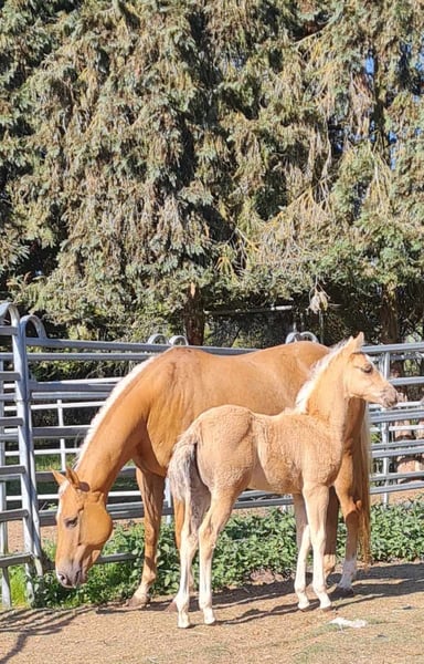 Paint Horse, Stute in Kraichtal