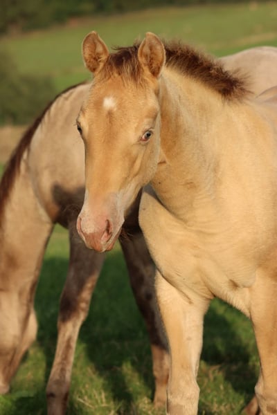 Paint Horse, Stute in Hellenthal