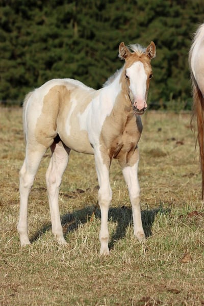 Paint Horse, Stute in Hellenthal