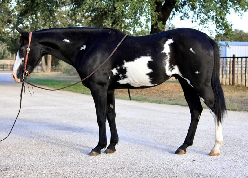 Paint Horse Wałach 13 lat 147 cm Overo wszelkich maści in Weatherford TX