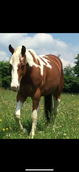 Paint Horse, Wallach in Simmerath