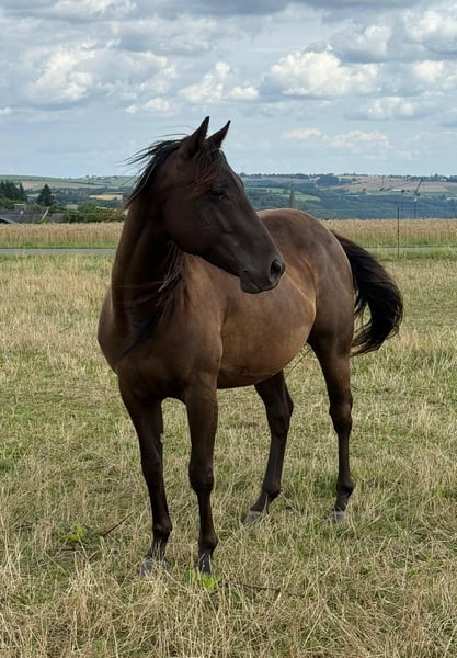 Paint Horse, Wallach in Daleiden