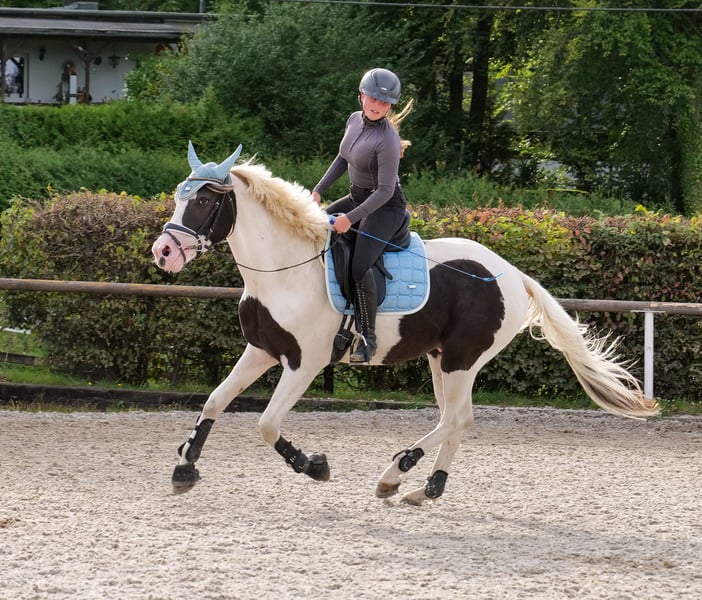 Paint Horse, Wallach in Neustadt (Wied)