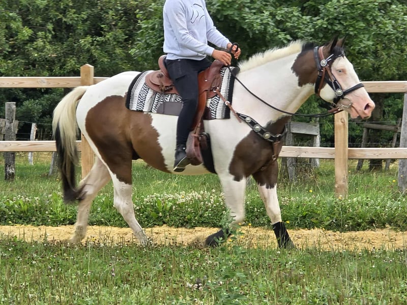 Paint Horse, Wallach in Linkenbach